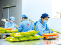 隨縣高城鎮(zhèn)： “草木”成金 藥材鋪就振興路