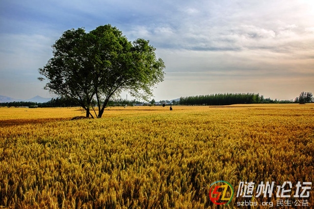 麥黃.jpg
