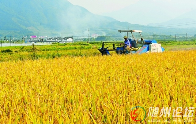機械收割.jpg