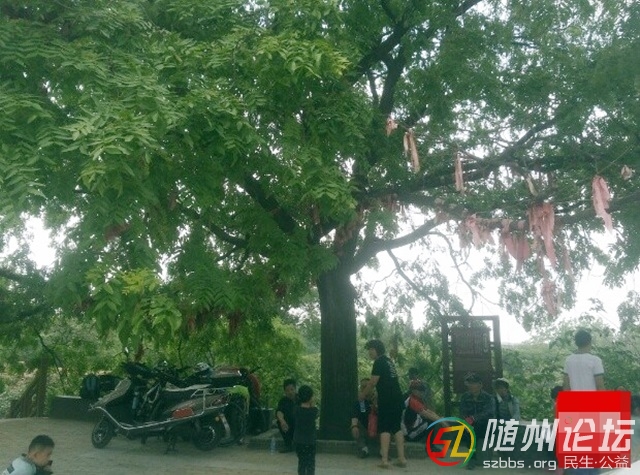 皂角樹(shù)1.jpg